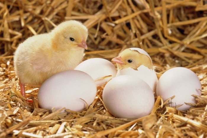 Một số trường hợp đặc biệt trong giấc mộng quả trứng 